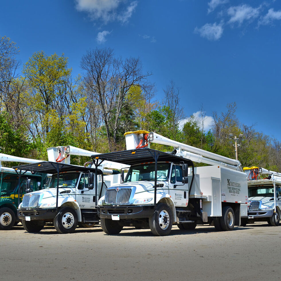 Home - Northern Tree Service