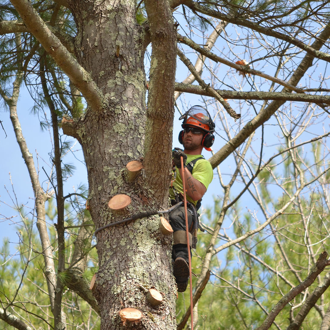 Tree Removal Spring Hill