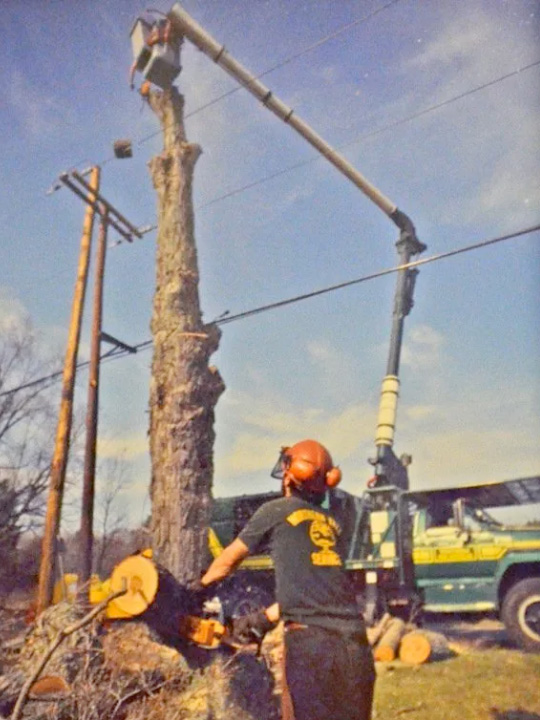Northern Tree Service in 1980s Residential and Commercial Tree Removal and Tree Management