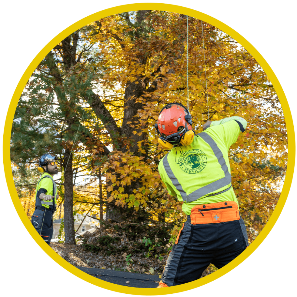 Home - Northern Tree Service