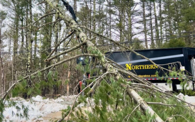 How to Prepare Your Trees for New England Storm Season