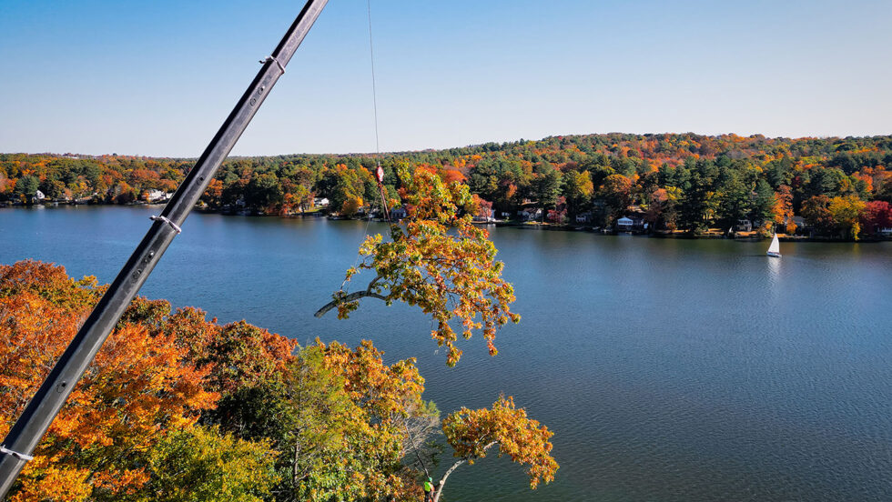 Top 5 Warning Signs Your Tree Needs Removal | Expert Tree Removal Services