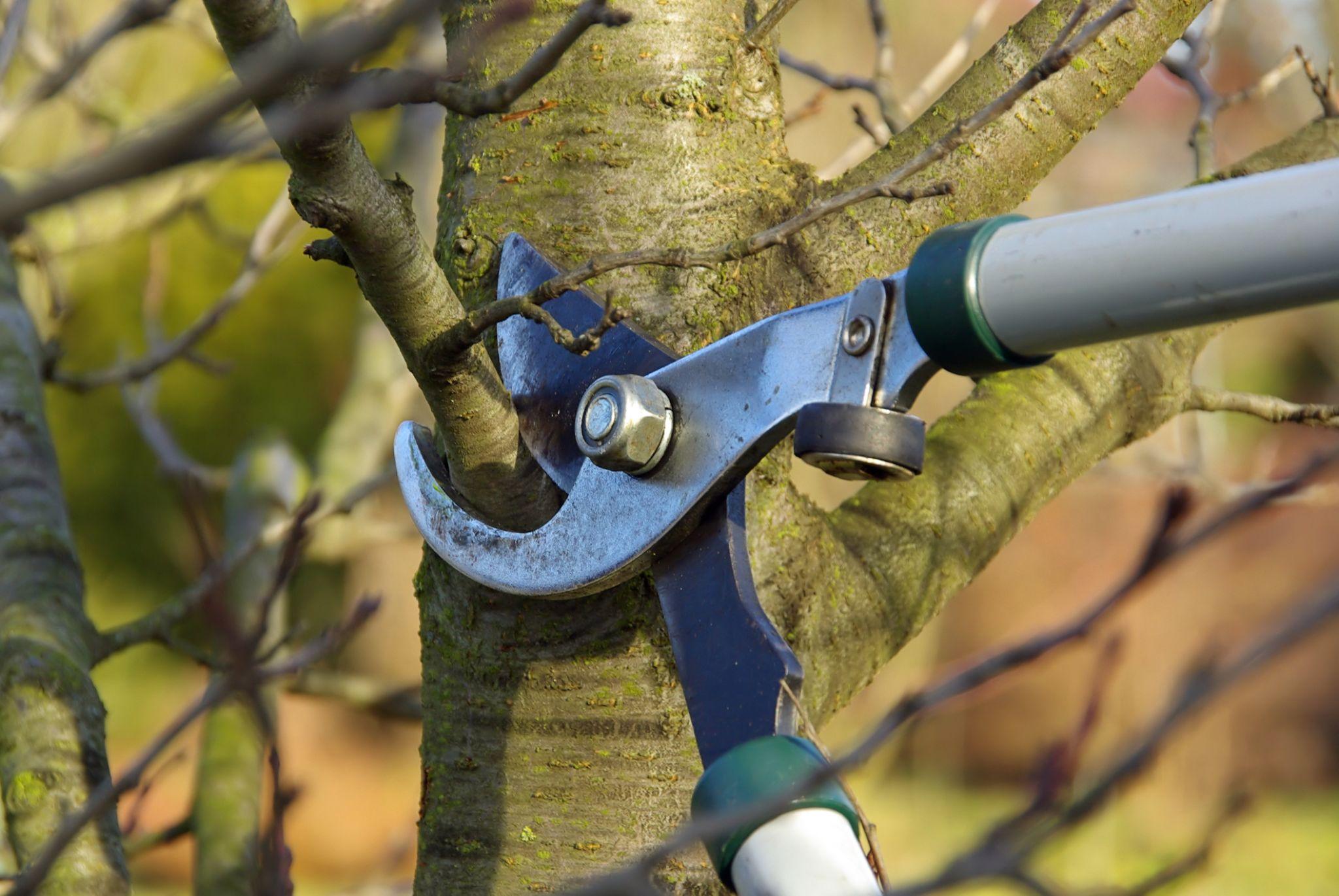 Tree Pruning in Western Massachusetts: When, Why, and How Often?